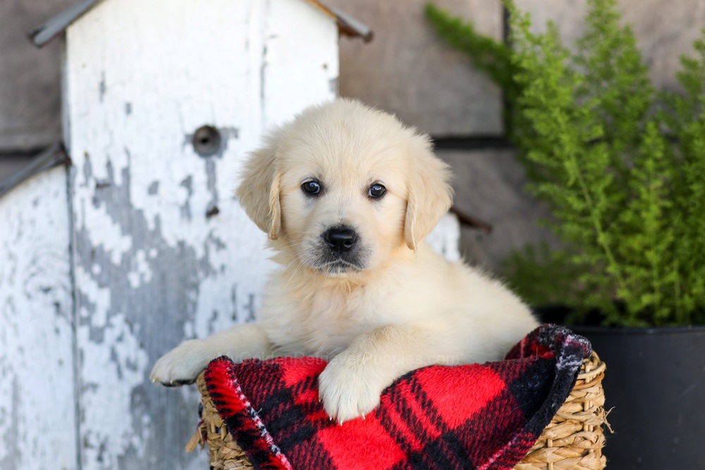 Winnie Image of Winnie, a Golden Retriever puppy