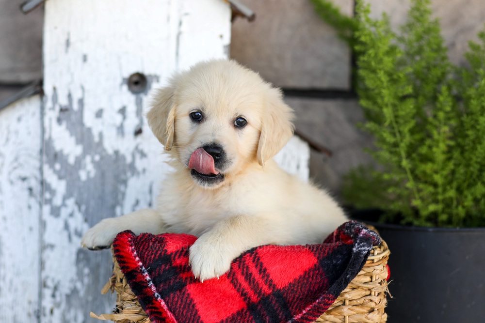 Winnie Image of Winnie, a Golden Retriever puppy