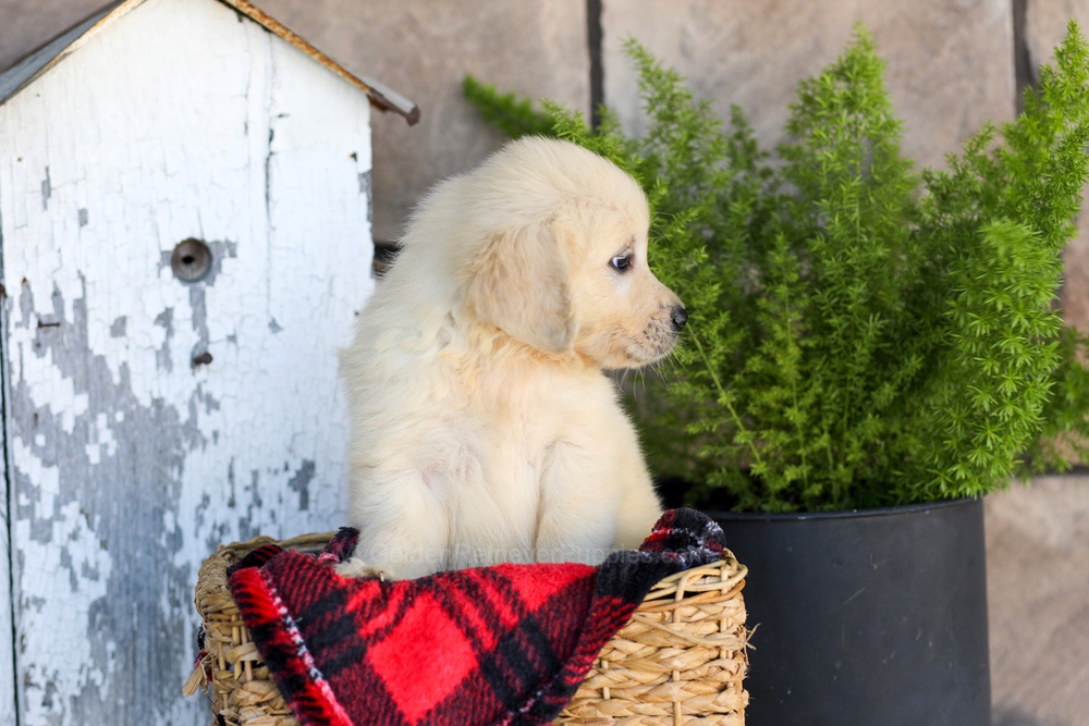 Winnie Image of Winnie, a Golden Retriever puppy
