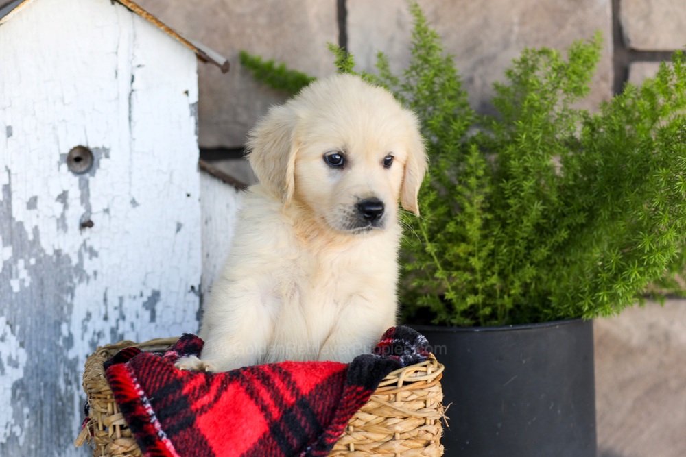 Winnie Image of Winnie, a Golden Retriever puppy