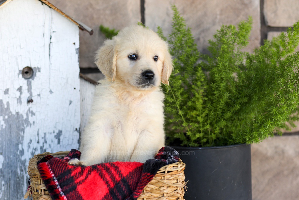 Winnie Image of Winnie, a Golden Retriever puppy