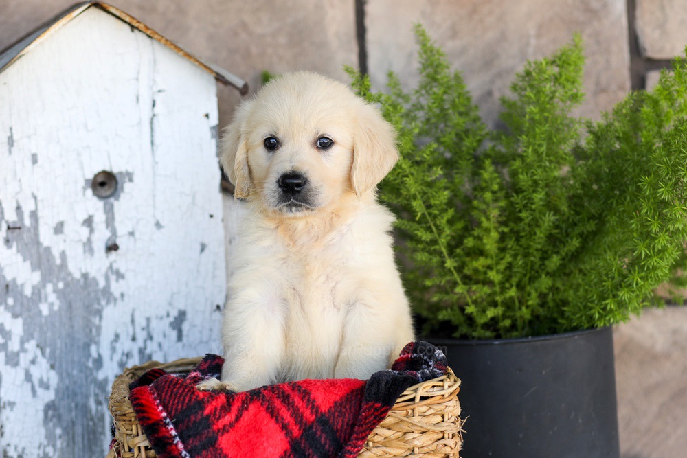 Winnie Image of Winnie, a Golden Retriever puppy
