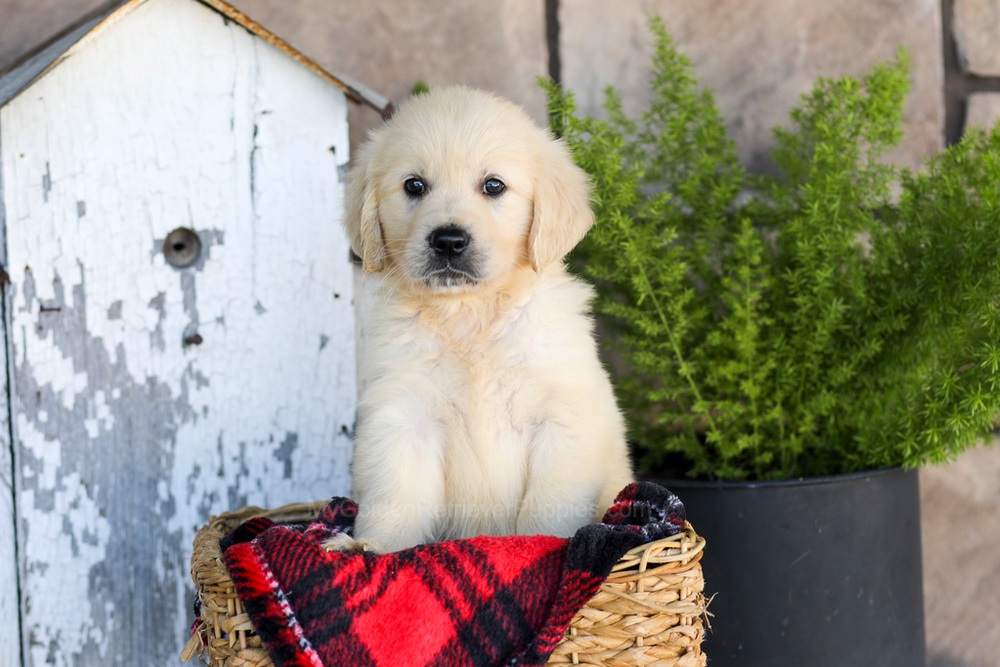 Winnie Image of Winnie, a Golden Retriever puppy