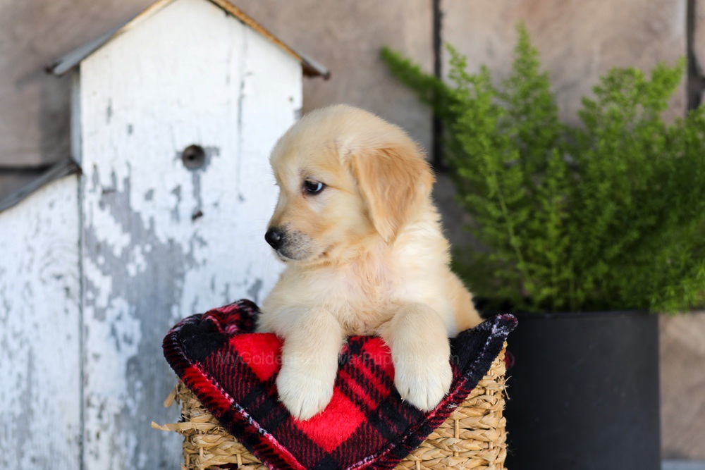 Winter Image of Winter, a Golden Retriever puppy