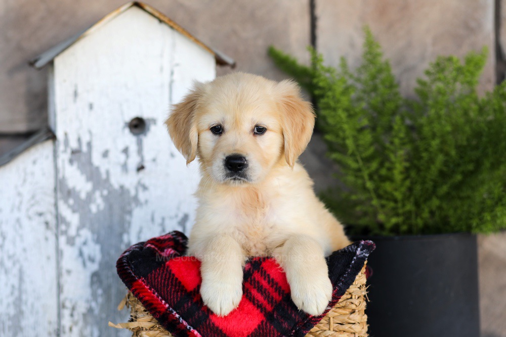 Winter Image of Winter, a Golden Retriever puppy
