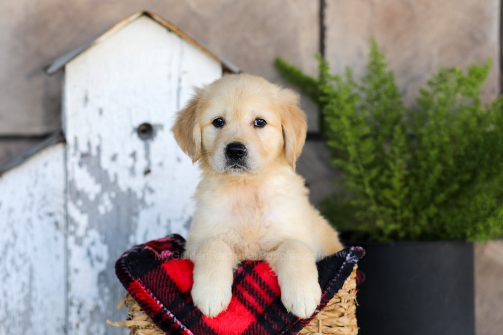 Winter Image of Winter, a Golden Retriever puppy