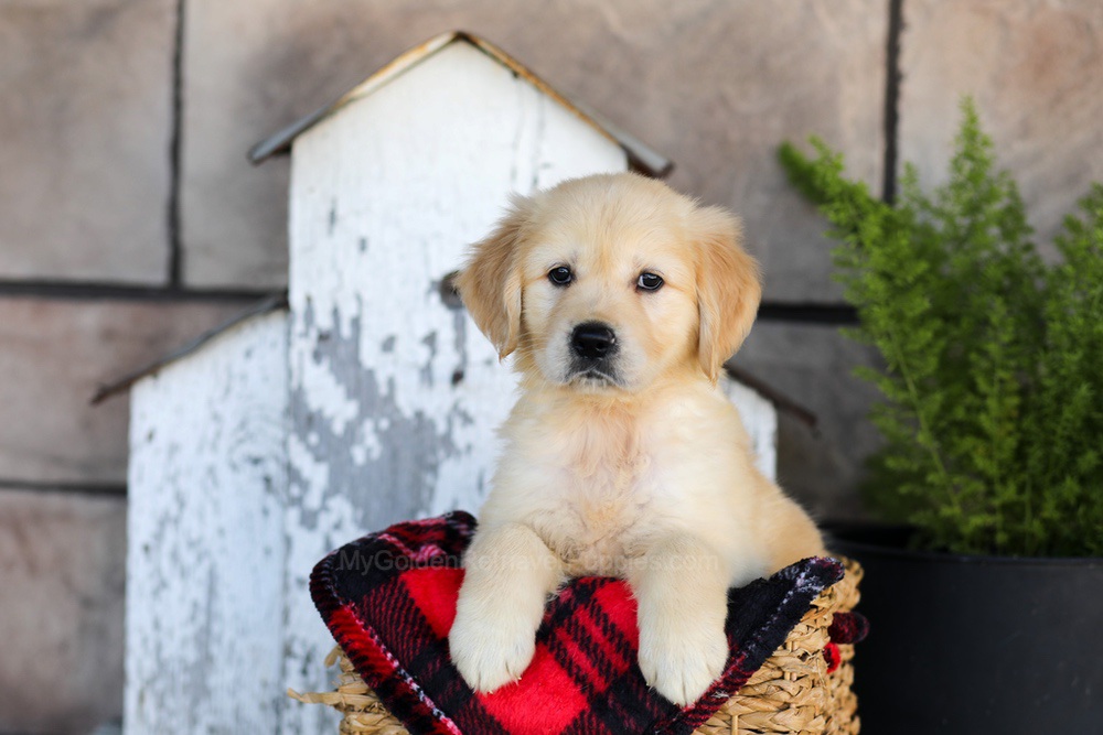 Winter Image of Winter, a Golden Retriever puppy