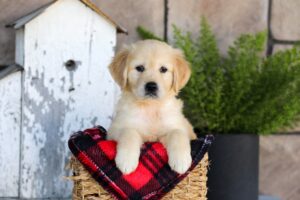 Image of Winter, a Golden Retriever puppy