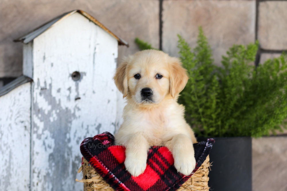Winter Image of Winter, a Golden Retriever puppy