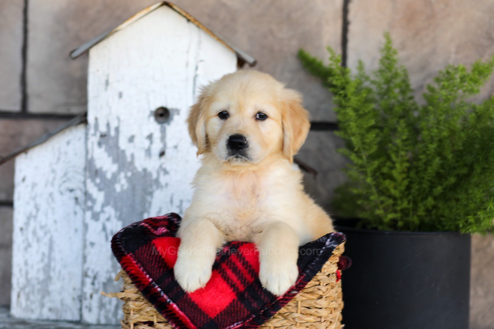 Winter Image of Winter, a Golden Retriever puppy