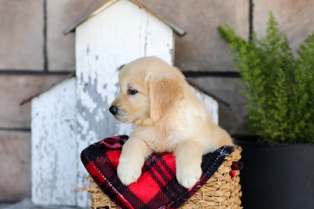 Winter Image of Winter, a Golden Retriever puppy