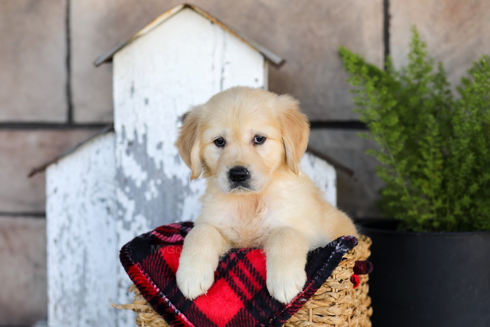 Winter Image of Winter, a Golden Retriever puppy