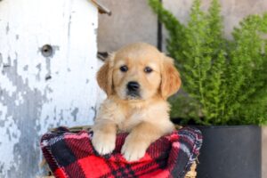 Image of Wren, a Golden Retriever puppy