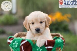 Image of Anne, a Golden Retriever puppy