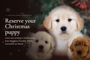 Image of 🎄 Reserve Your Christmas Puppy!, a Golden Retriever puppy