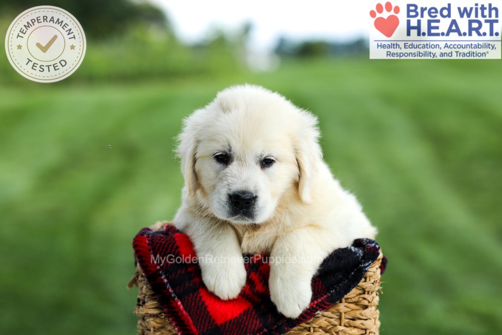 Gabby Image of Gabby, a Golden Retriever puppy