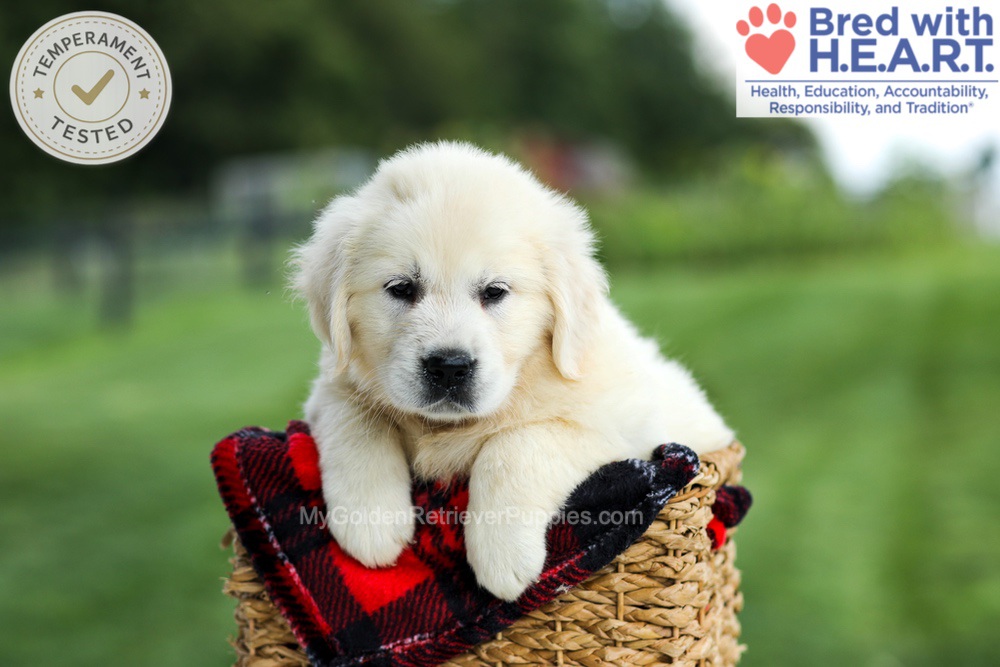 Gabby Image of Gabby, a Golden Retriever puppy