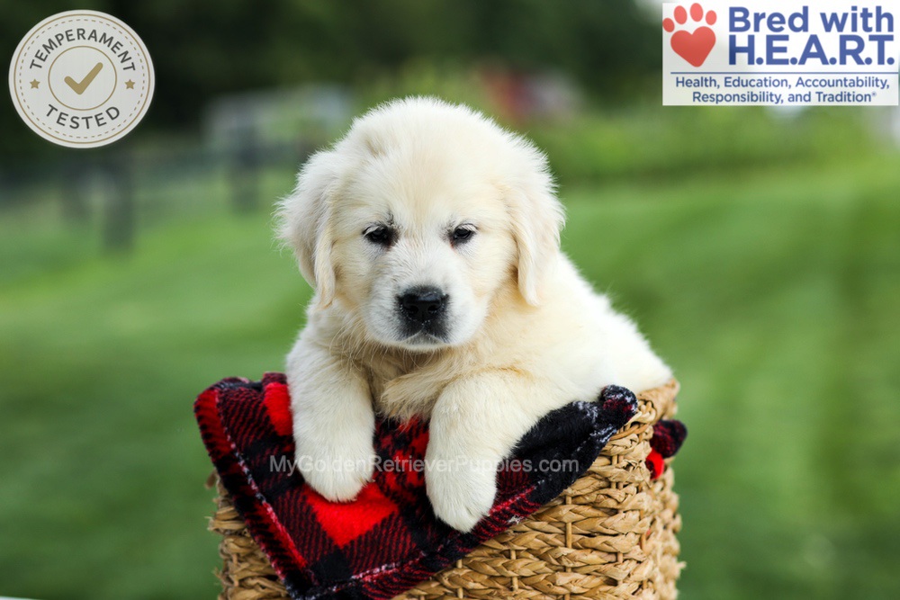 Gabby Image of Gabby, a Golden Retriever puppy