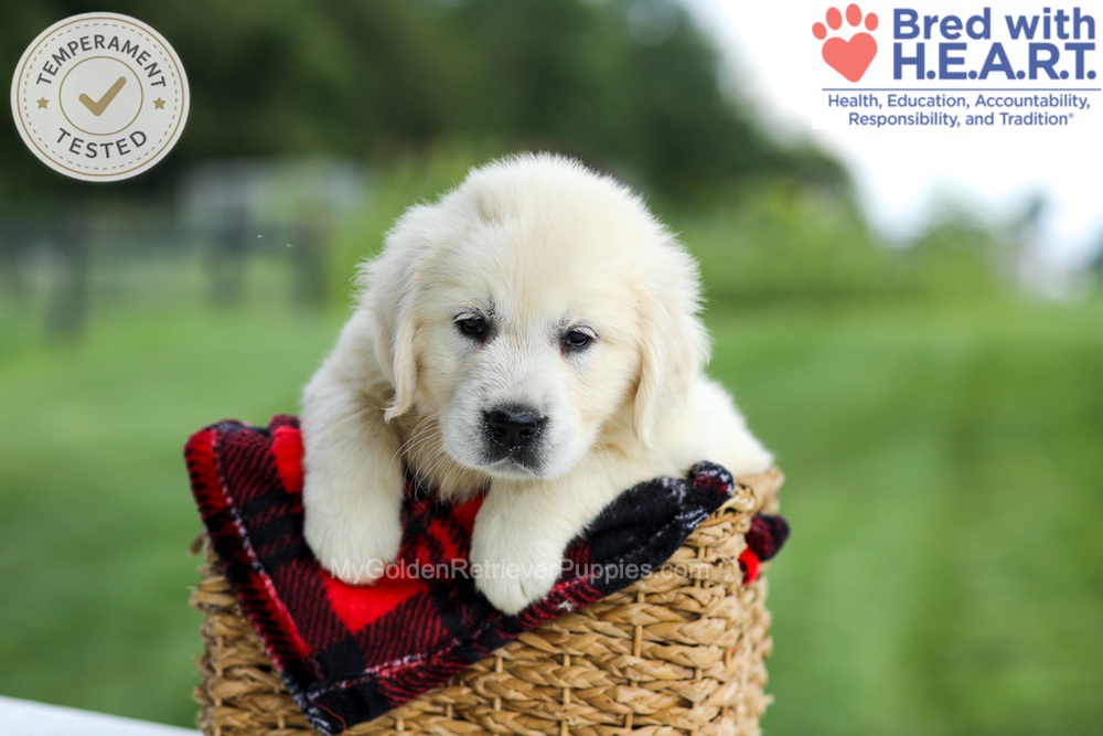 Gabby Image of Gabby, a Golden Retriever puppy