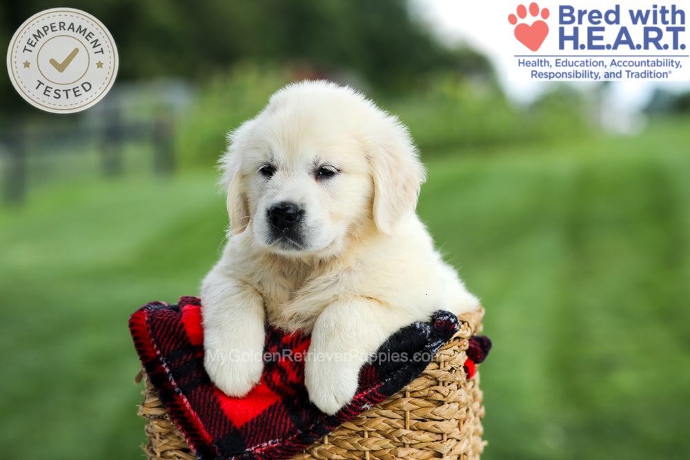 Gabby Image of Gabby, a Golden Retriever puppy