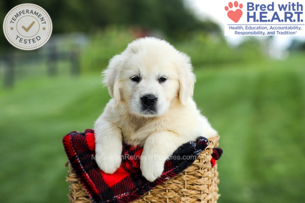 Gabby Image of Gabby, a Golden Retriever puppy
