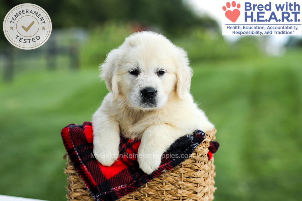 Gabby Image of Gabby, a Golden Retriever puppy