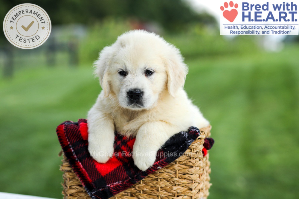 Gabby Image of Gabby, a Golden Retriever puppy