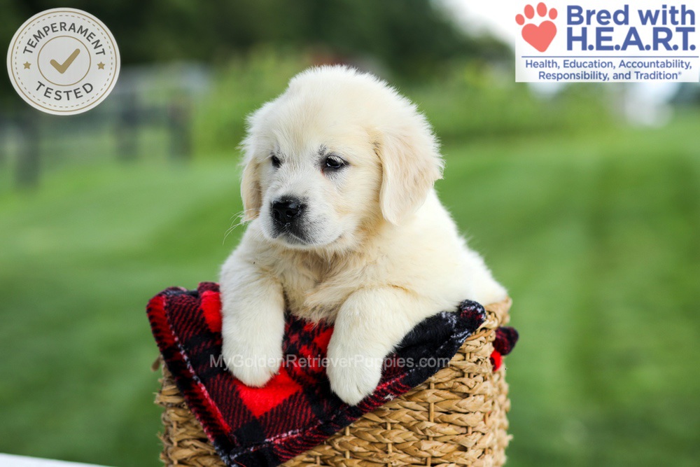 Gabby Image of Gabby, a Golden Retriever puppy