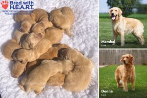 Image of Personality Tested 🍁 Oct 10th, a Golden Retriever puppy