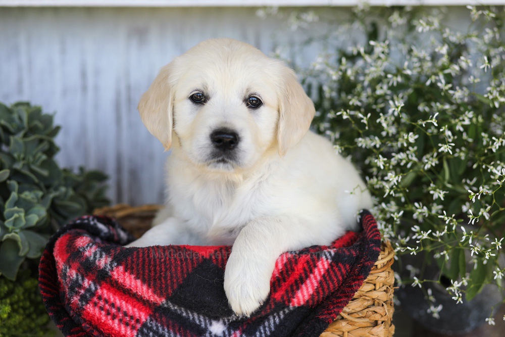 Almond Joy Image of Almond Joy, a Golden Retriever puppy