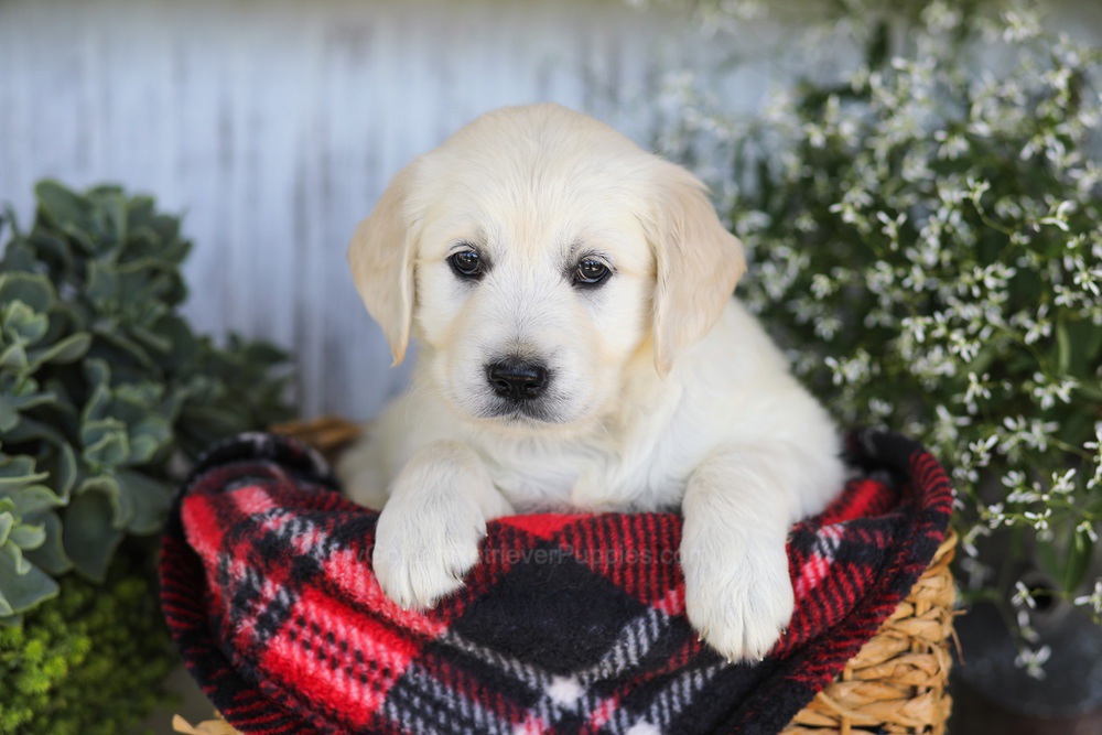 Almond Joy Image of Almond Joy, a Golden Retriever puppy
