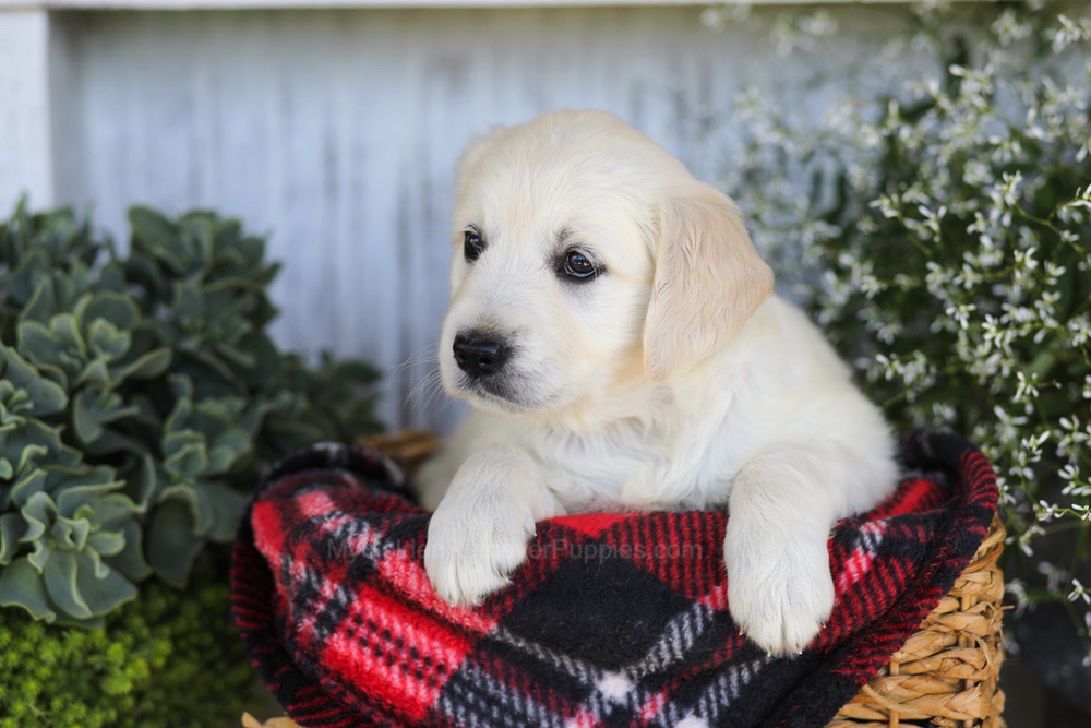 Almond Joy Image of Almond Joy, a Golden Retriever puppy