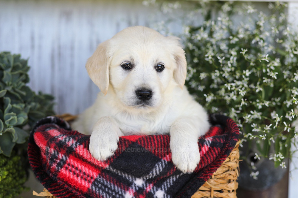 Almond Joy Image of Almond Joy, a Golden Retriever puppy