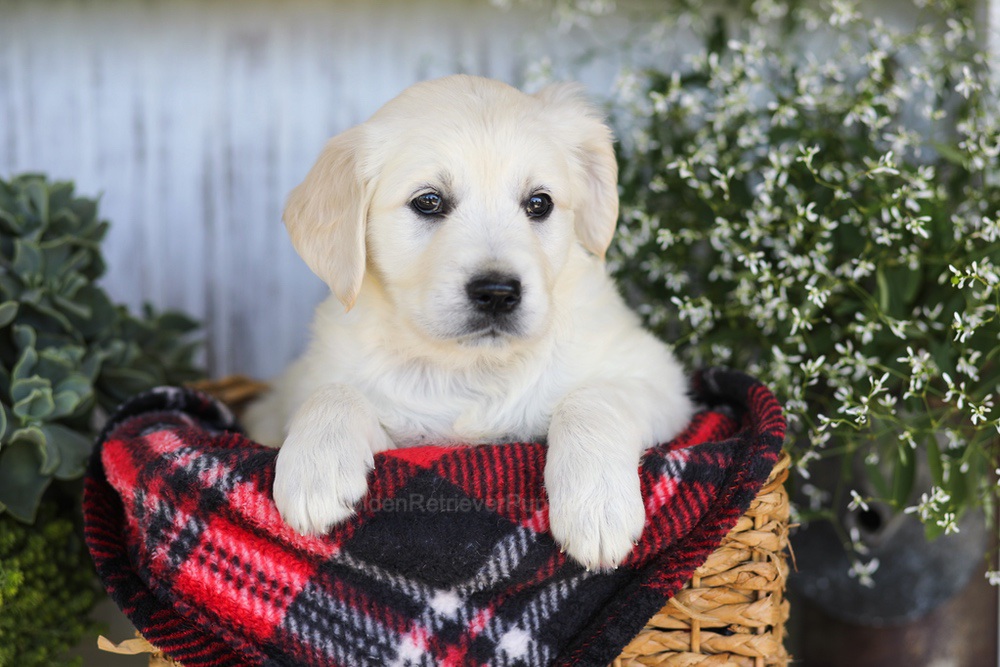 Almond Joy Image of Almond Joy, a Golden Retriever puppy