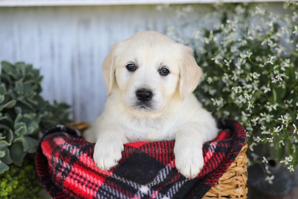 Almond Joy Image of Almond Joy, a Golden Retriever puppy