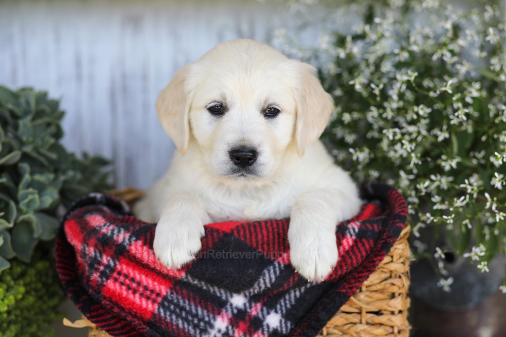 Almond Joy Image of Almond Joy, a Golden Retriever puppy