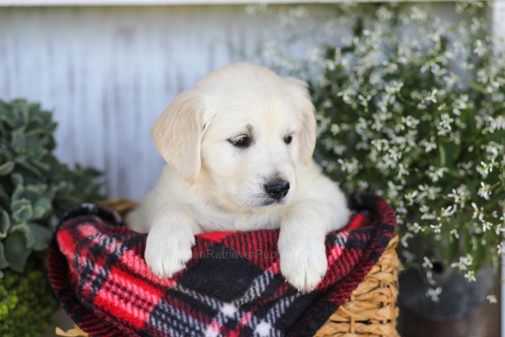 Almond Joy Image of Almond Joy, a Golden Retriever puppy
