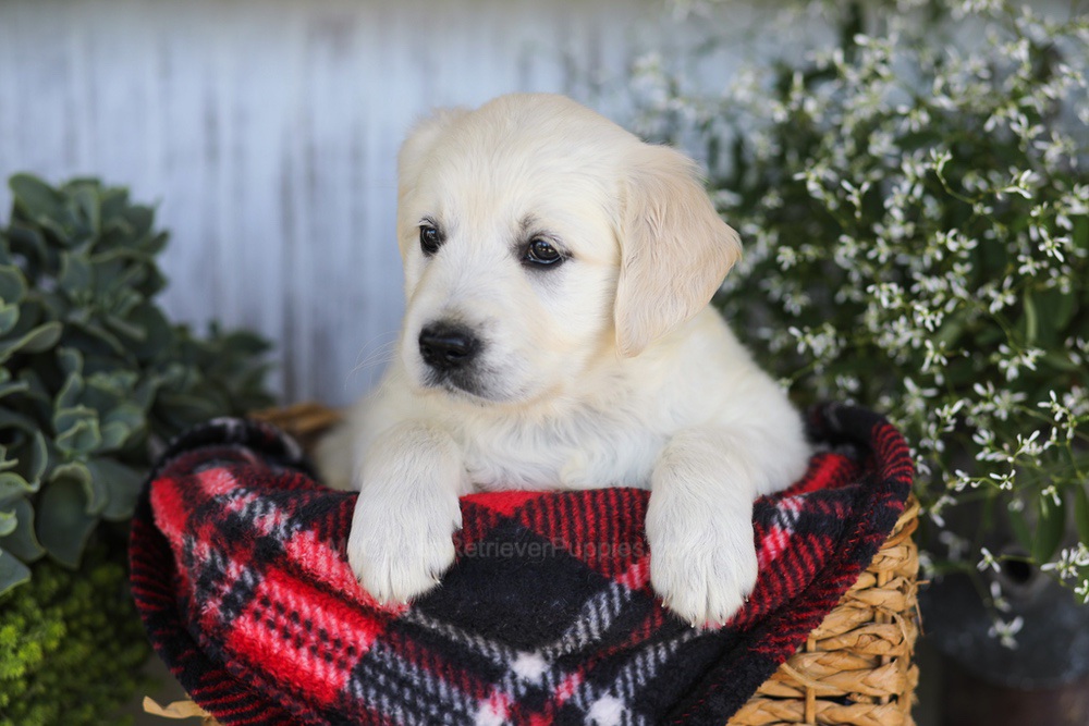 Almond Joy Image of Almond Joy, a Golden Retriever puppy