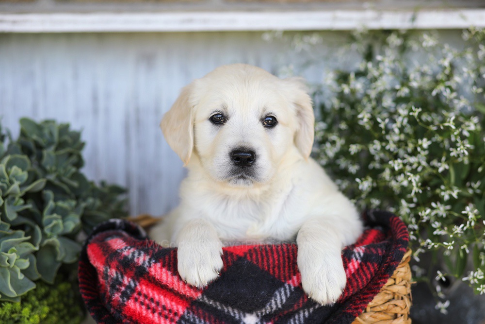 Almond Joy Image of Almond Joy, a Golden Retriever puppy