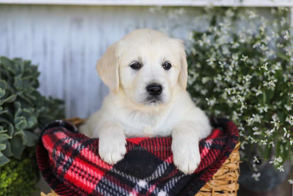 Almond Joy Image of Almond Joy, a Golden Retriever puppy
