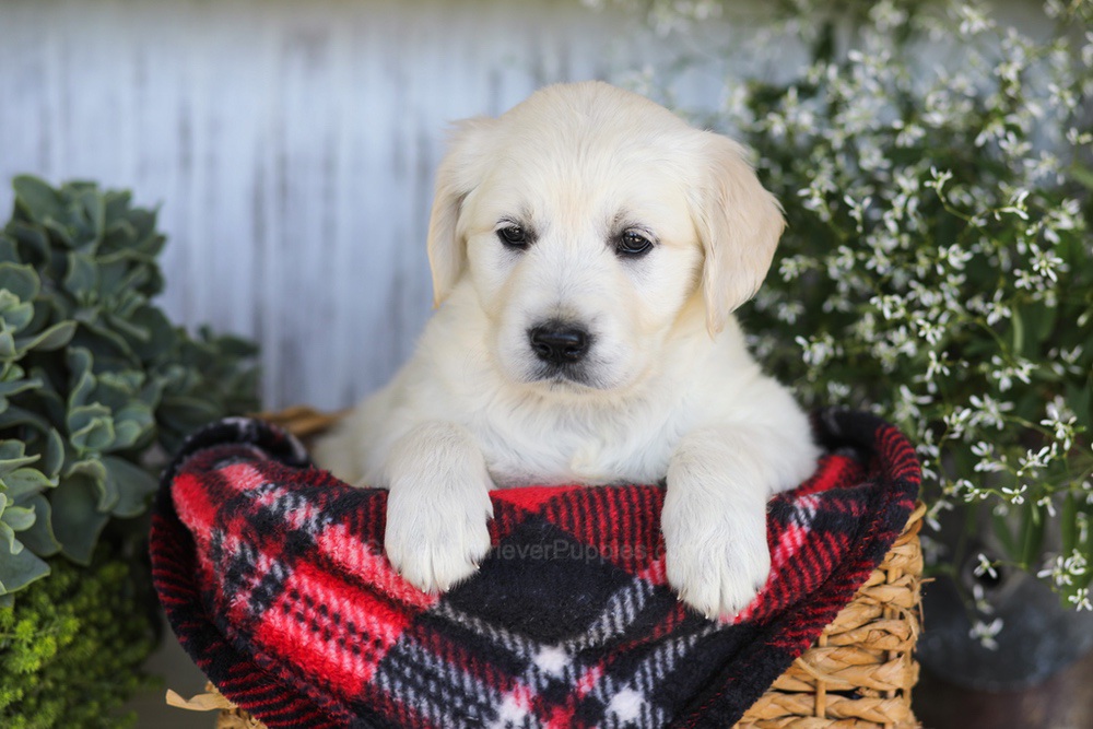 Almond Joy Image of Almond Joy, a Golden Retriever puppy