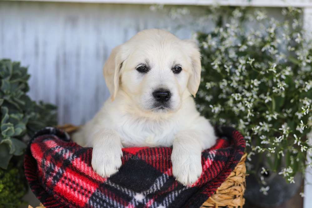Almond Joy Image of Almond Joy, a Golden Retriever puppy