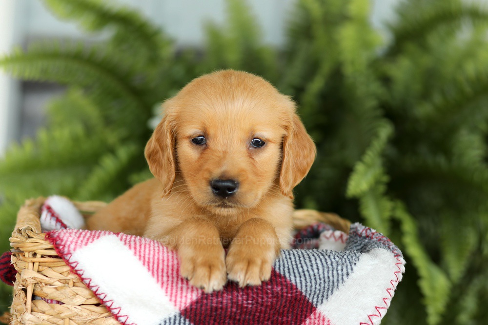 Barney Image of Barney, a Golden Retriever puppy