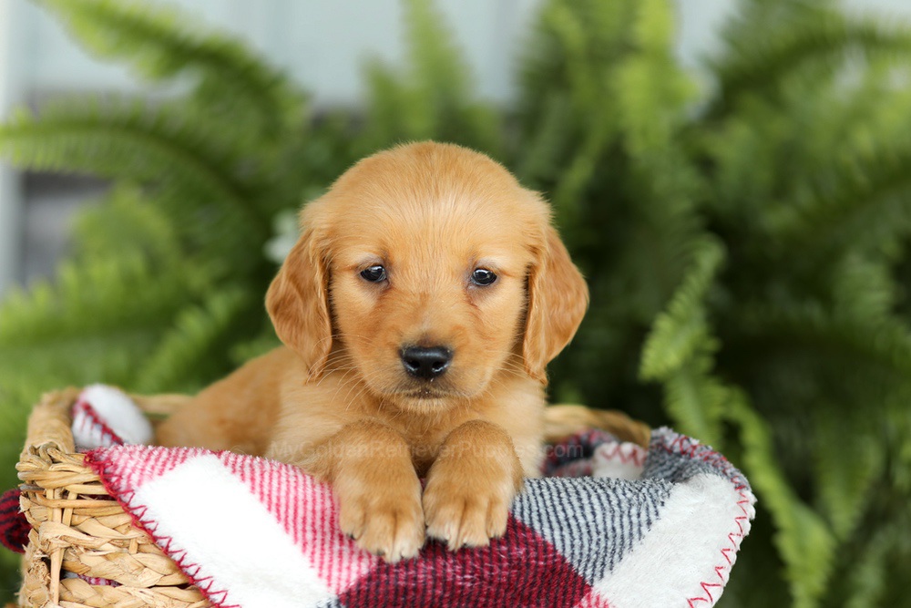 Barney Image of Barney, a Golden Retriever puppy