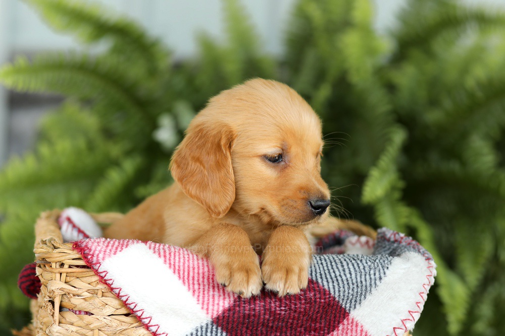 Barney Image of Barney, a Golden Retriever puppy