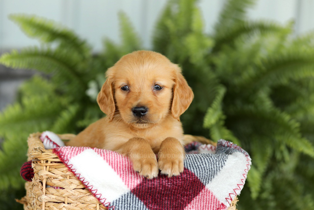 Barney Image of Barney, a Golden Retriever puppy
