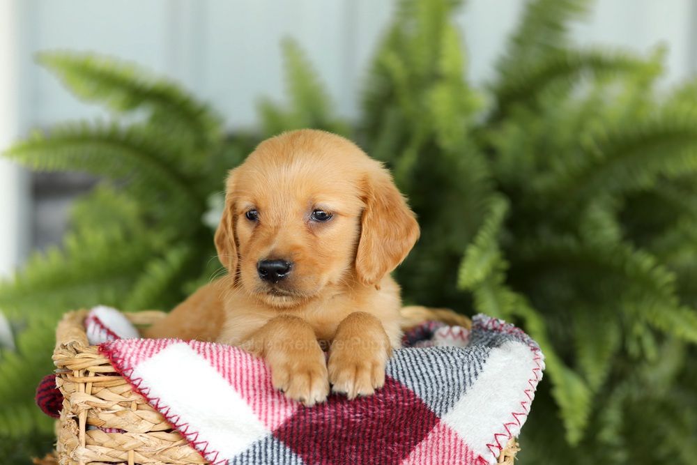 Barney Image of Barney, a Golden Retriever puppy