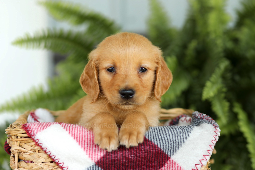 Barney Image of Barney, a Golden Retriever puppy