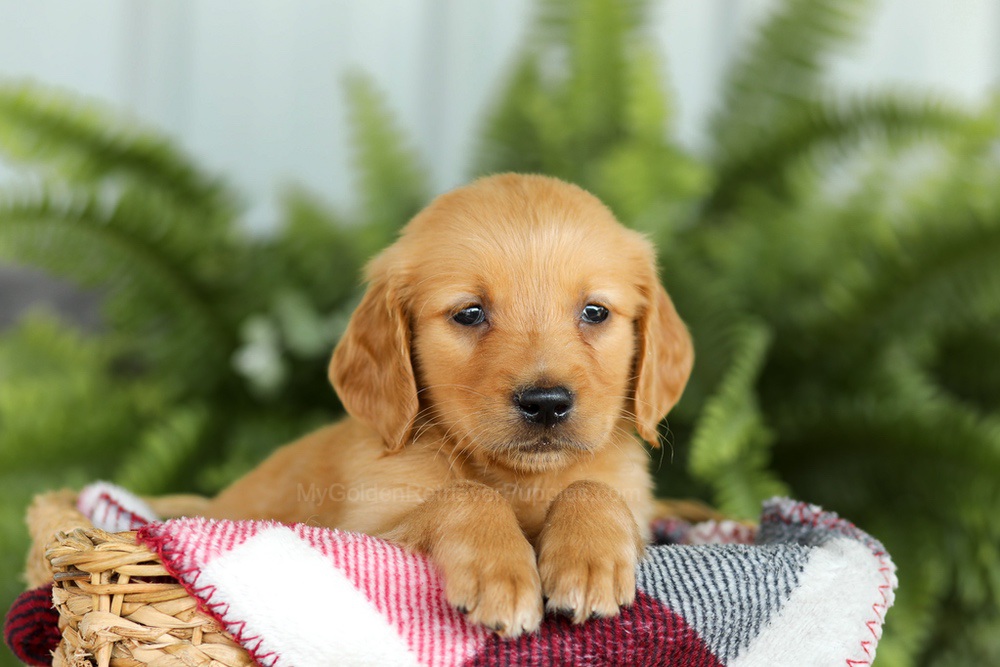 Barney Image of Barney, a Golden Retriever puppy