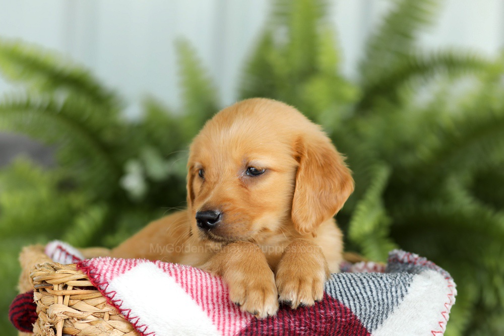 Barney Image of Barney, a Golden Retriever puppy